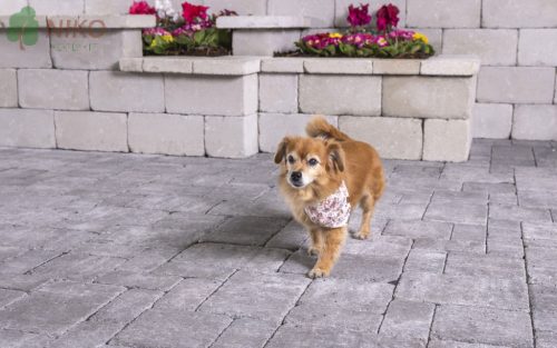 Leier Mercato feketemárvány 6 cm